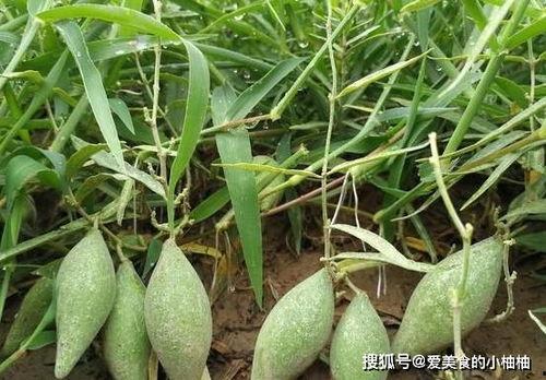 山里的瓜怎么吃,山野瓜果的多样食法探索