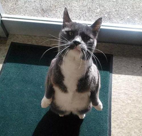 搞笑猫吃瓜配音,搞笑配音笑翻网友