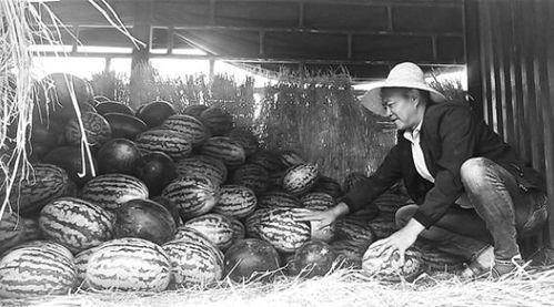 临县吃瓜群众,揭秘当地生活百态