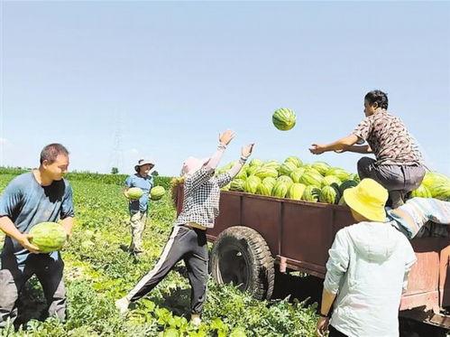 风尚新农人吃瓜视频,揭秘瓜农生活，品味田园瓜香
