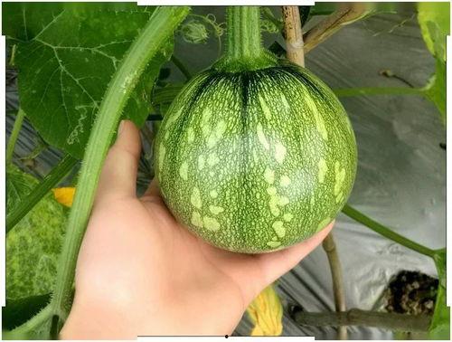 小北北吃瓜,揭秘娱乐圈那些不为人知的幕后故事