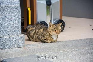 吃瓜群众打架集锦,一场场火爆的打架集锦回顾