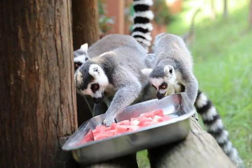 鹿王吃瓜,揭秘宫廷中的趣味轶事