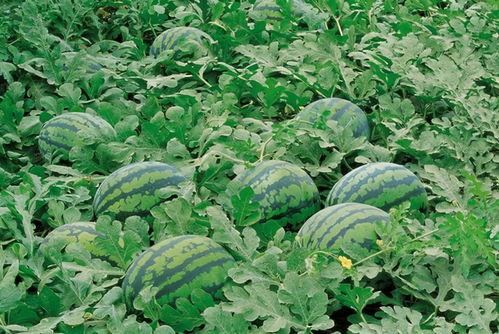 鬼脸吃瓜群种子,揭秘神秘社群的狂欢盛宴