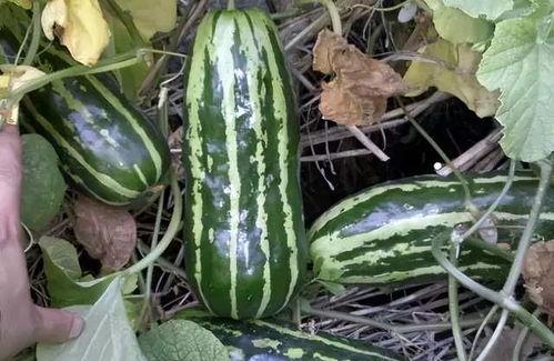 梢瓜可以吃不,梢瓜的营养价值与食用方法